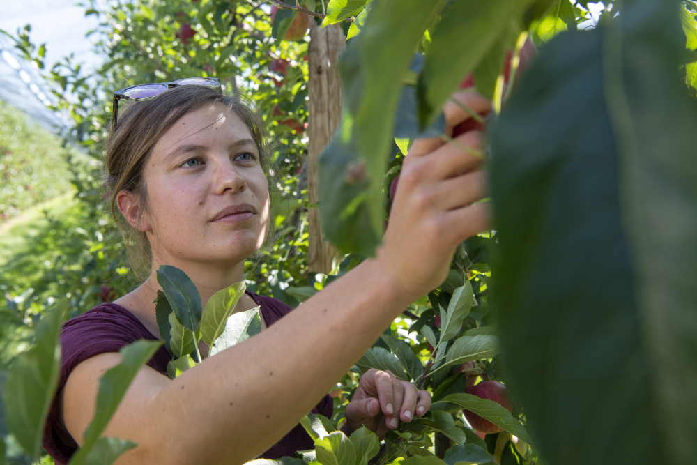Une jeune femme inspecte les fruits d'une plantation