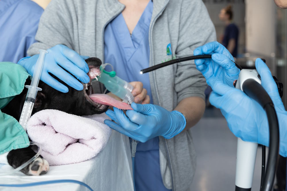 Tests en laboratoire