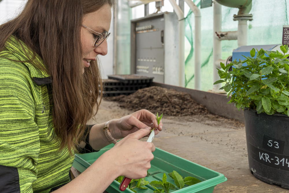 Production de plantes
