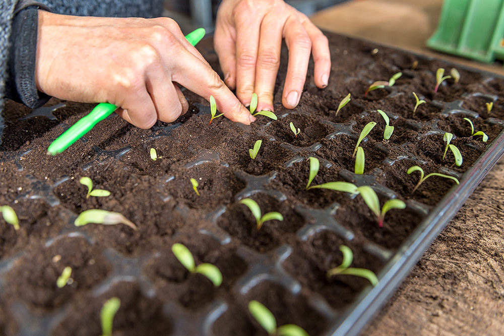 Faire pousser des plants