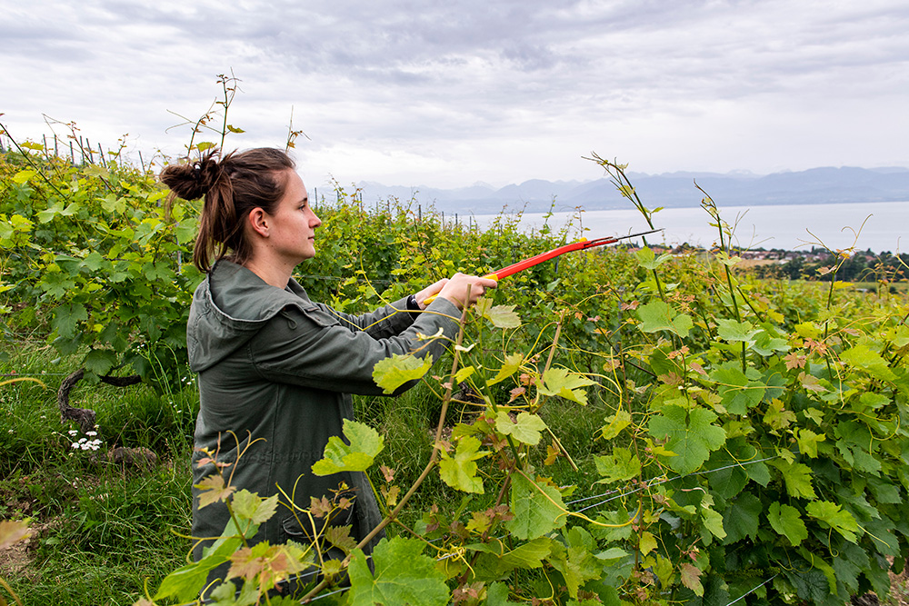 Soigner la vigne