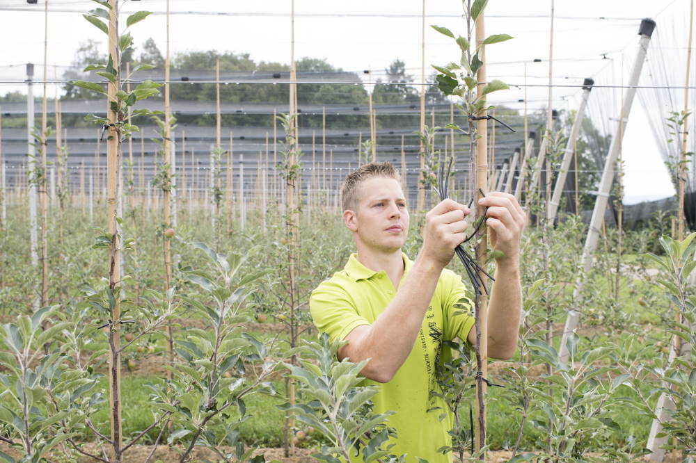 Préparer les plants