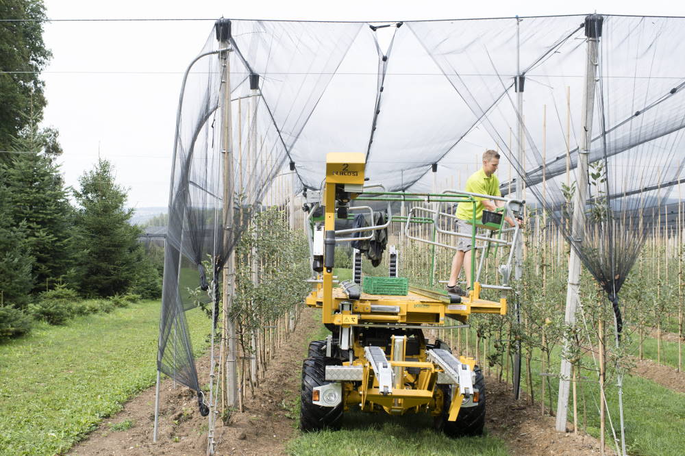 Planter des arbres fruitiers