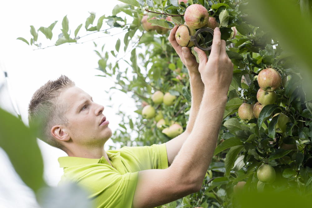 Observer la maturation des fruits