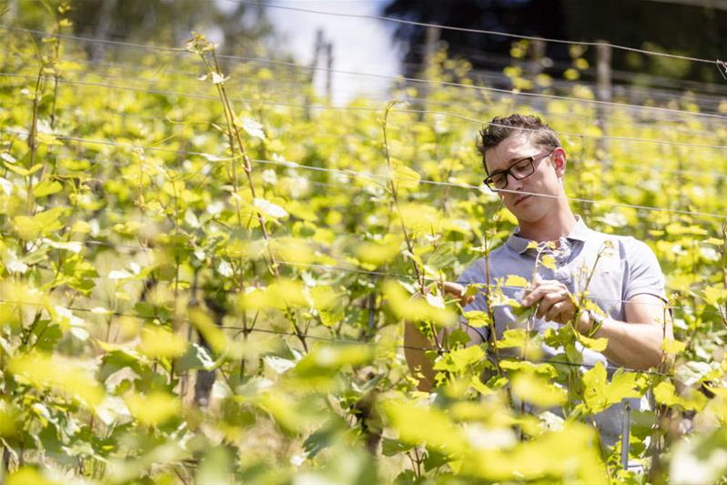 Un jeune homme effectue des travaux viticoles dans une vigne.