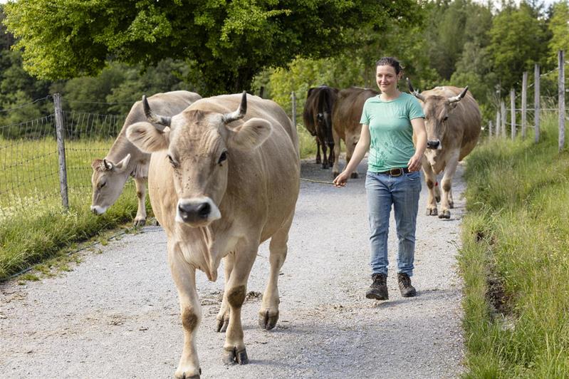 Manuela Just accompagne un troupeau de bovins.