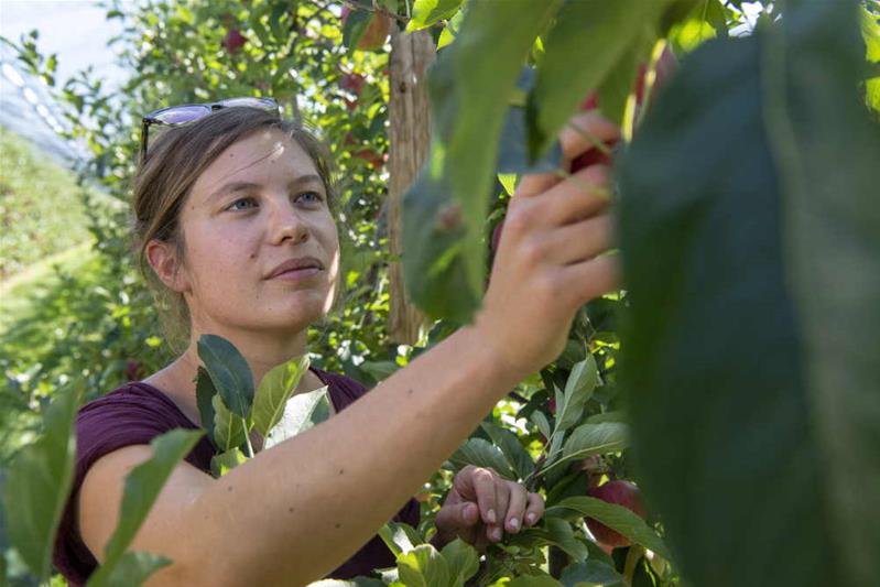 Une jeune femme inspecte les fruits d'une plantation.