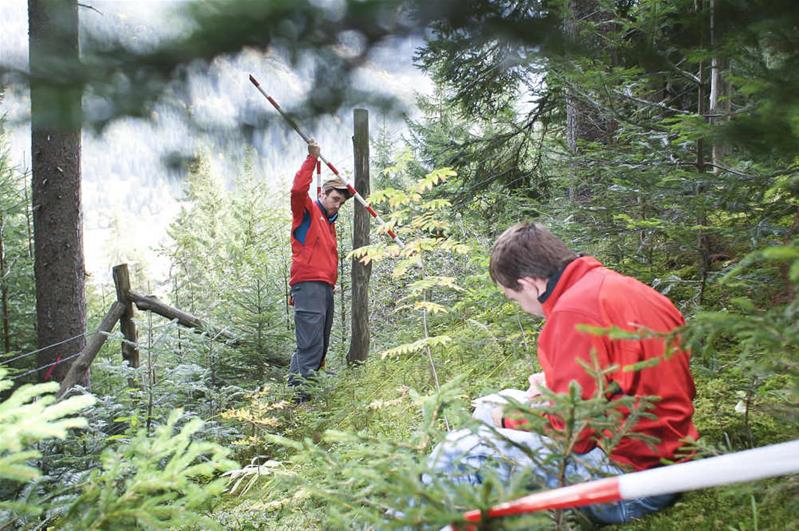 Deux hommes travaillent  dans une forêt.