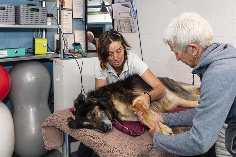 Une physiothérapeute pour animaux soigne un chien.