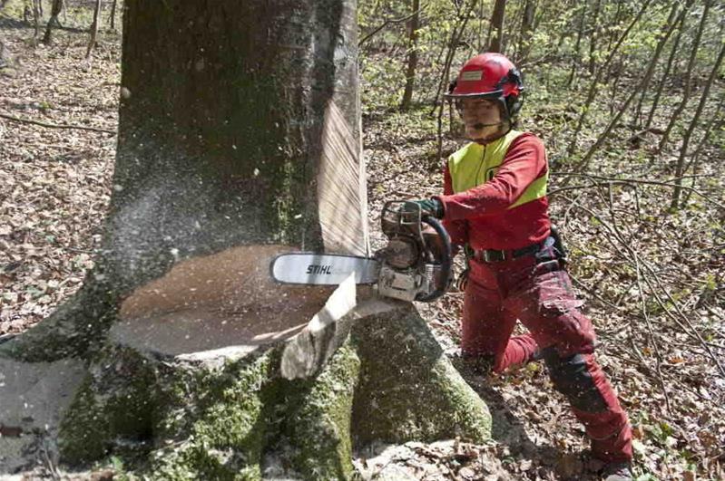 Une femme scie un tronc d'arbre.