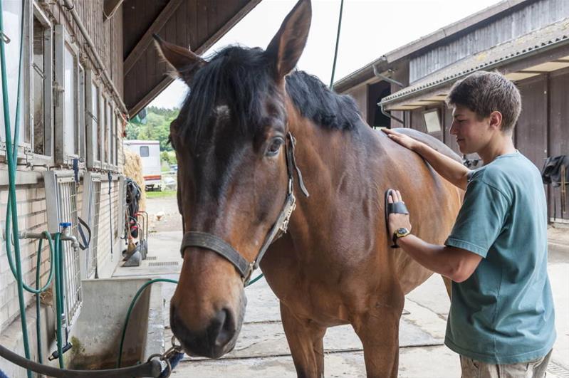 Un homme brosse un cheval.