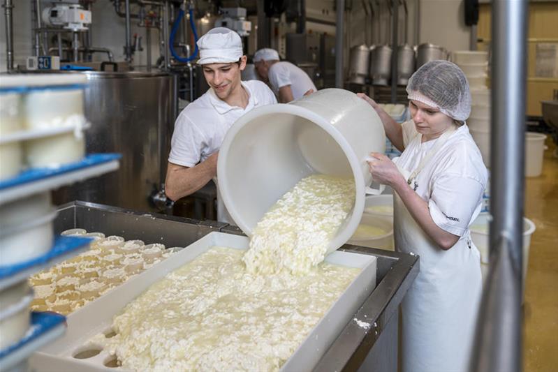 Deux apprentis fabriquent du fromage.