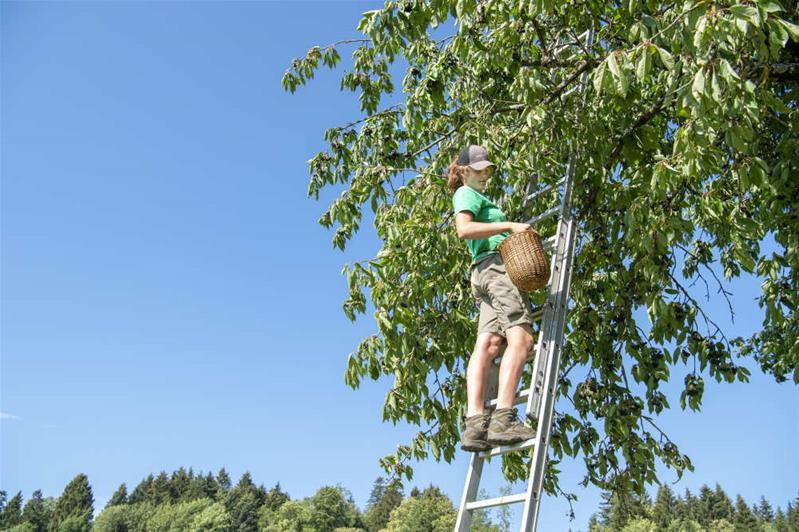 Une apprentie agropraticienne récolte des cerises sur une échelle.