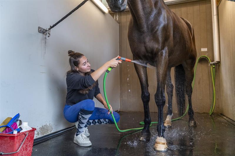 Une apprentie nettoie un cheval au jet d’eau.